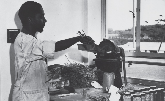 1970s – Pioneers of Growth